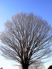 冬のケヤキ