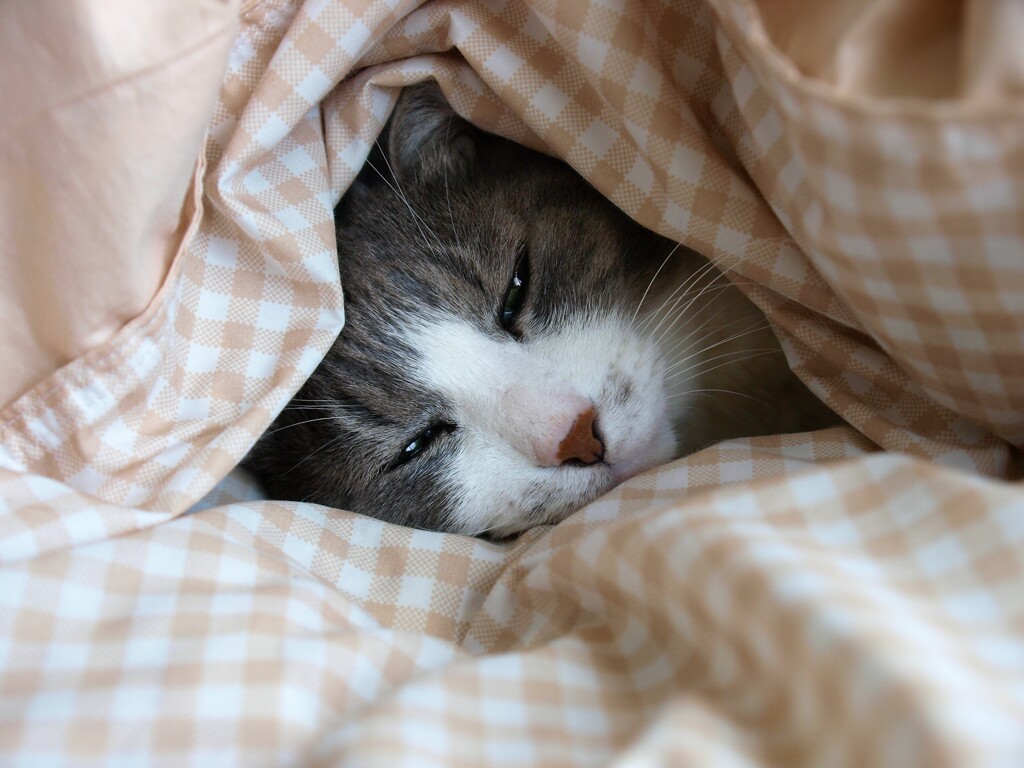 よねまる  潜る