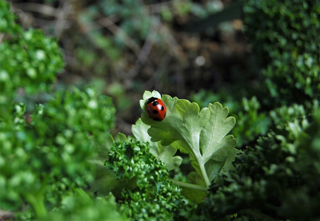 パセリの森の住人
