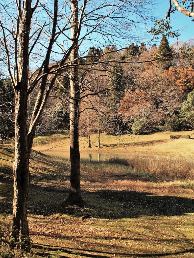 冬の散歩道