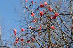紅梅咲く
