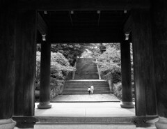 知恩院 朝のお参り(過去写真)