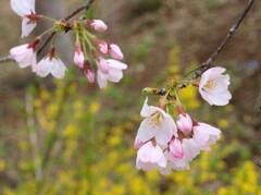 桜咲く