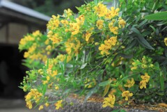 里山の花
