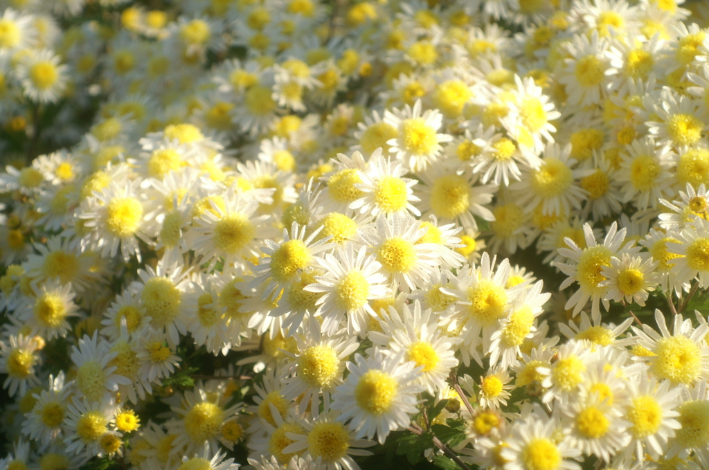 オールドレンズで見つけた秋