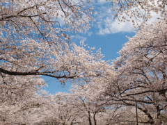 桜の下で夫婦でおにぎり食べて