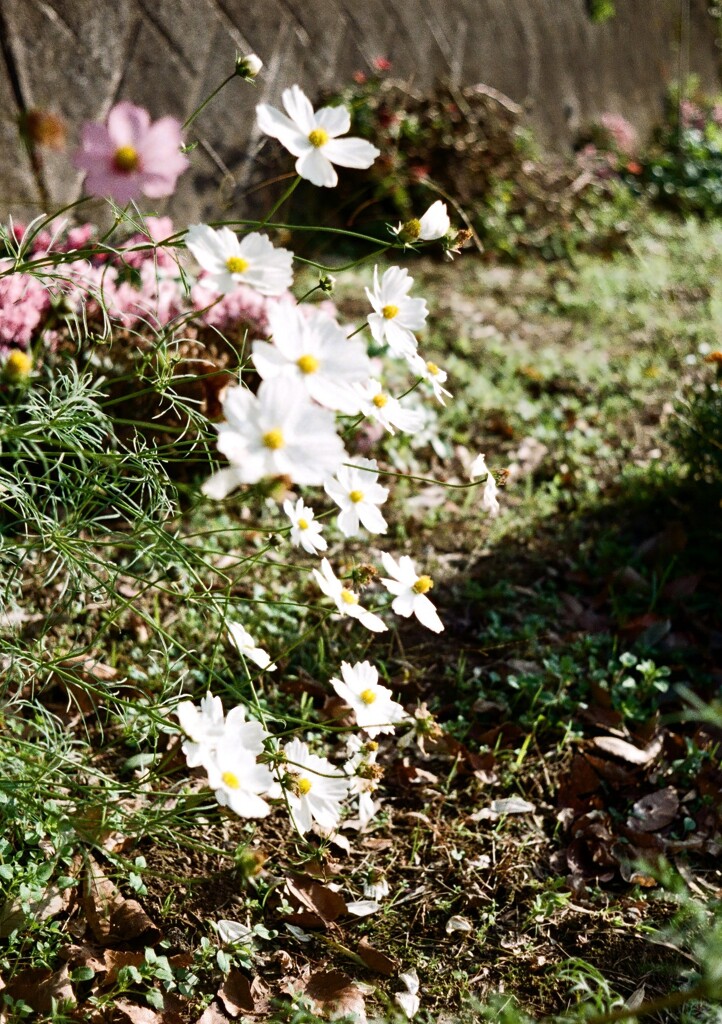 晩秋の里山(フィルム)