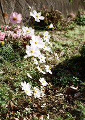 晩秋の里山6(フィルム)