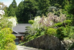 藤の花咲く家