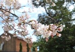 桜咲く