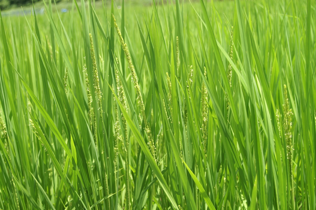 稲の花