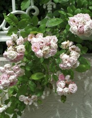 薔薇