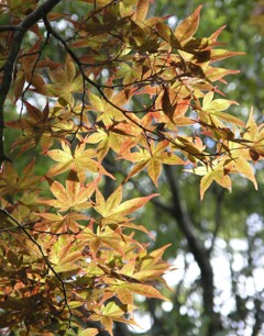 秋を見つけに