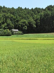 里山集落・色づき始めて