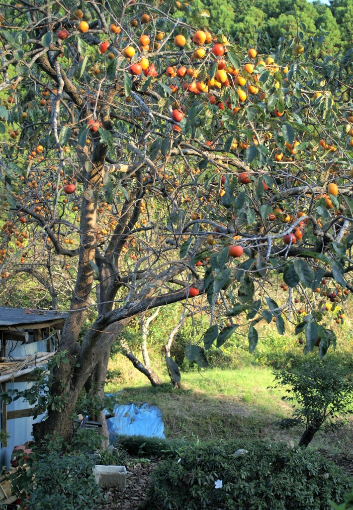 食べごろかな…