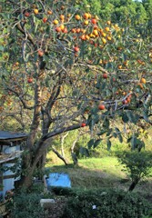 食べごろかな…