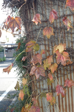 さみし気な紅葉…