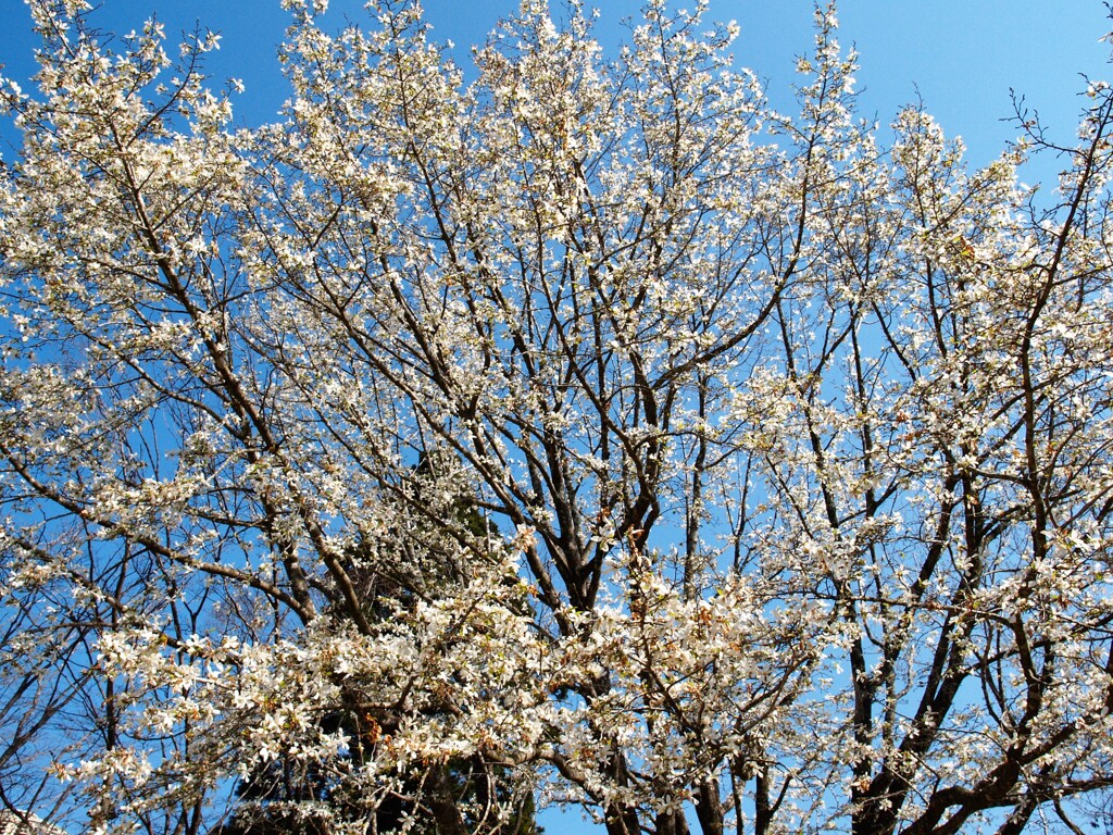 辛夷