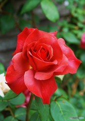 薔薇5