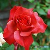 薔薇5