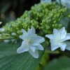 隅田の花火