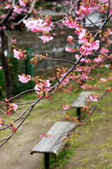 桜の木の下で