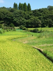 八月の里山