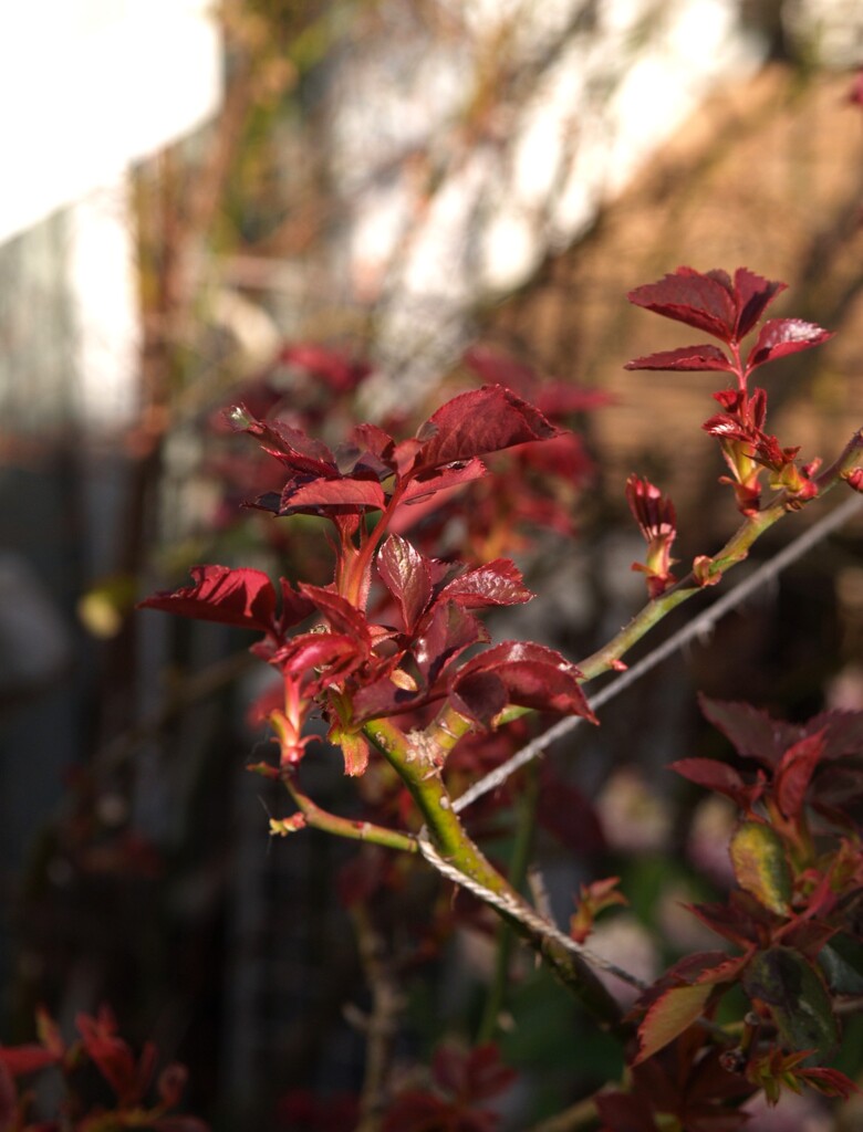 薔薇の新芽