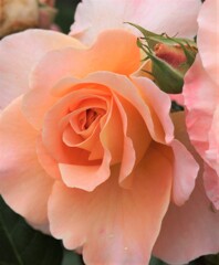 薔薇