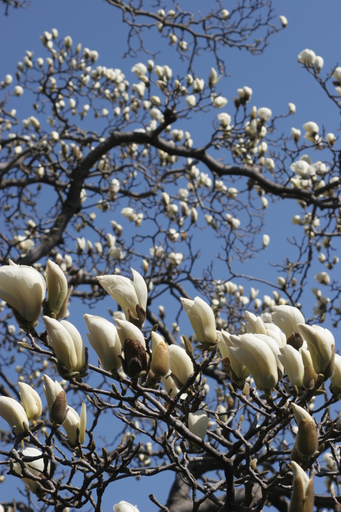 開花準備完了！
