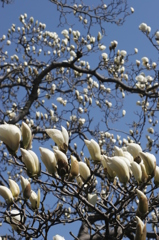 開花準備完了！