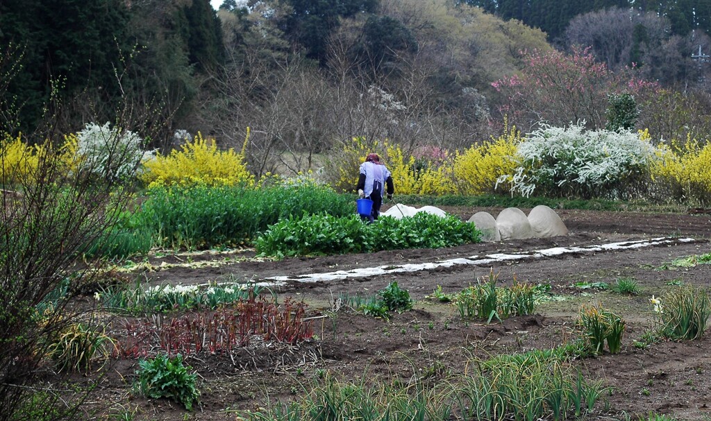 里山の春