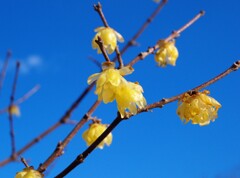三寒四温 三寒四温