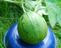 スイカ