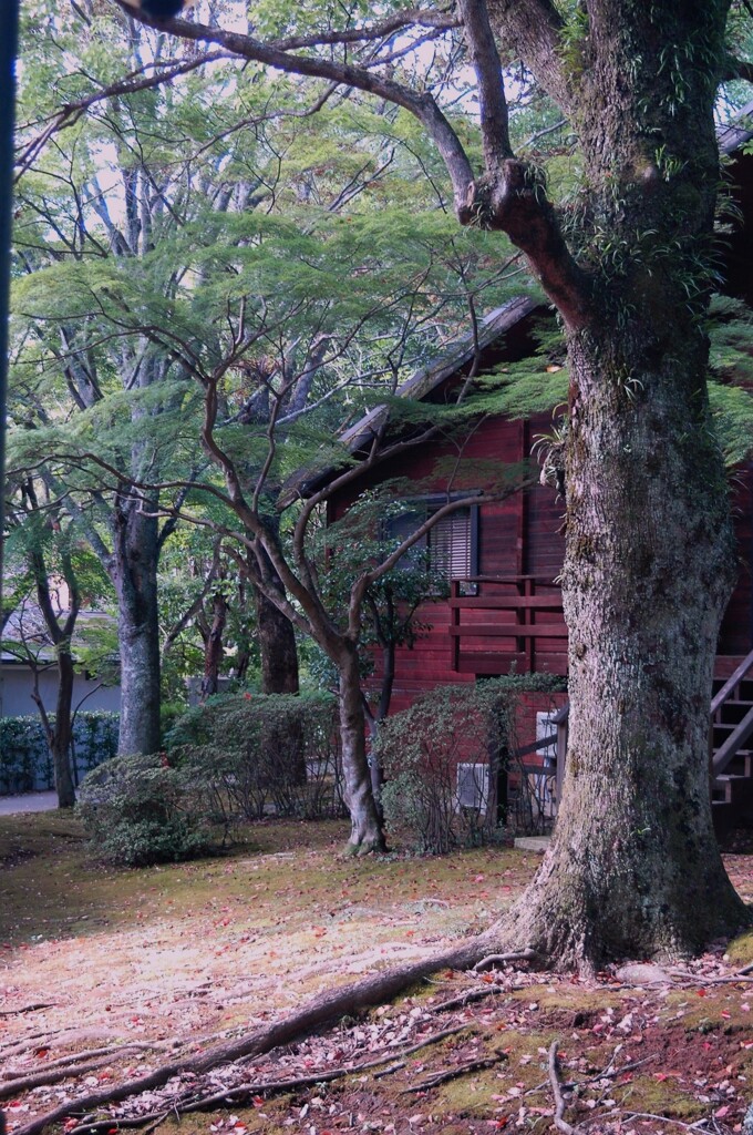 次は紅葉の頃に