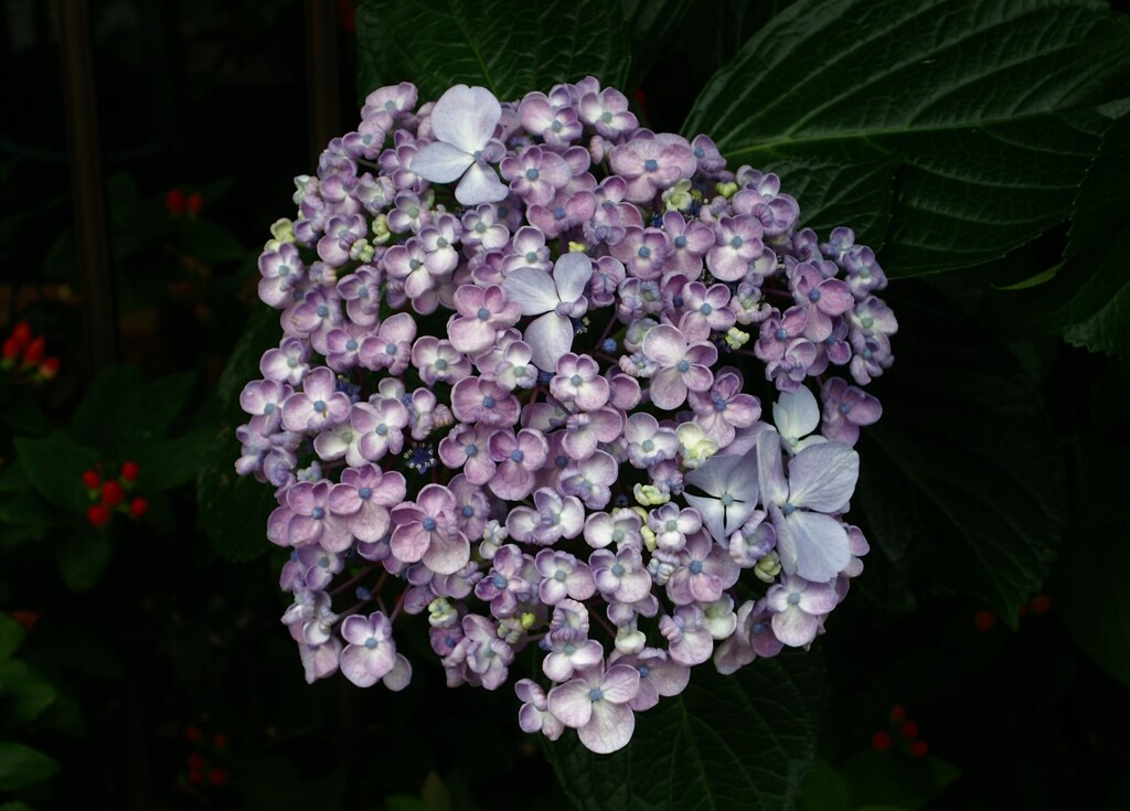 紫陽花を楽しもう