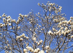 春を謳歌する