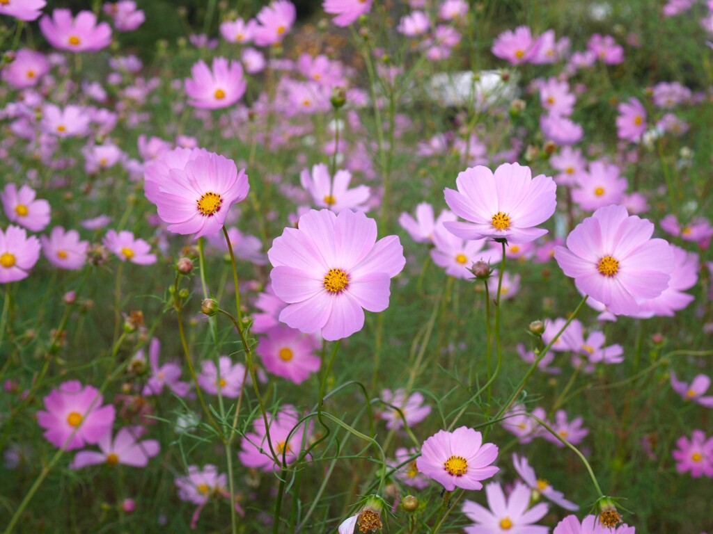 秋桜