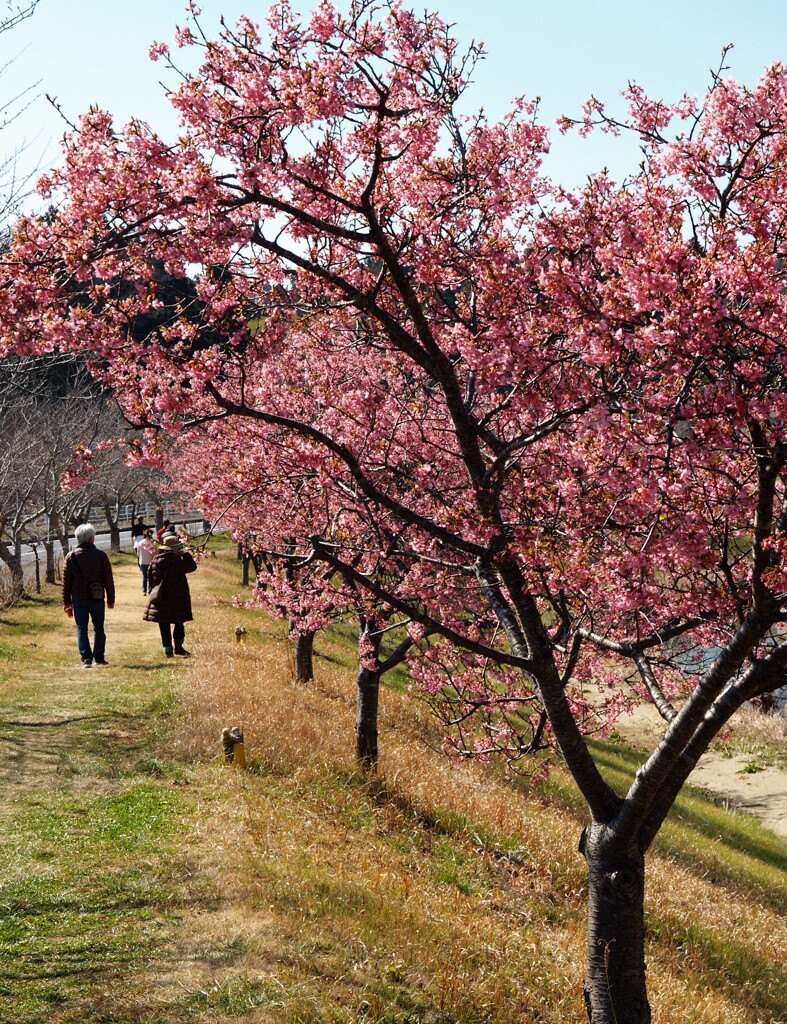寒桜の咲く土手