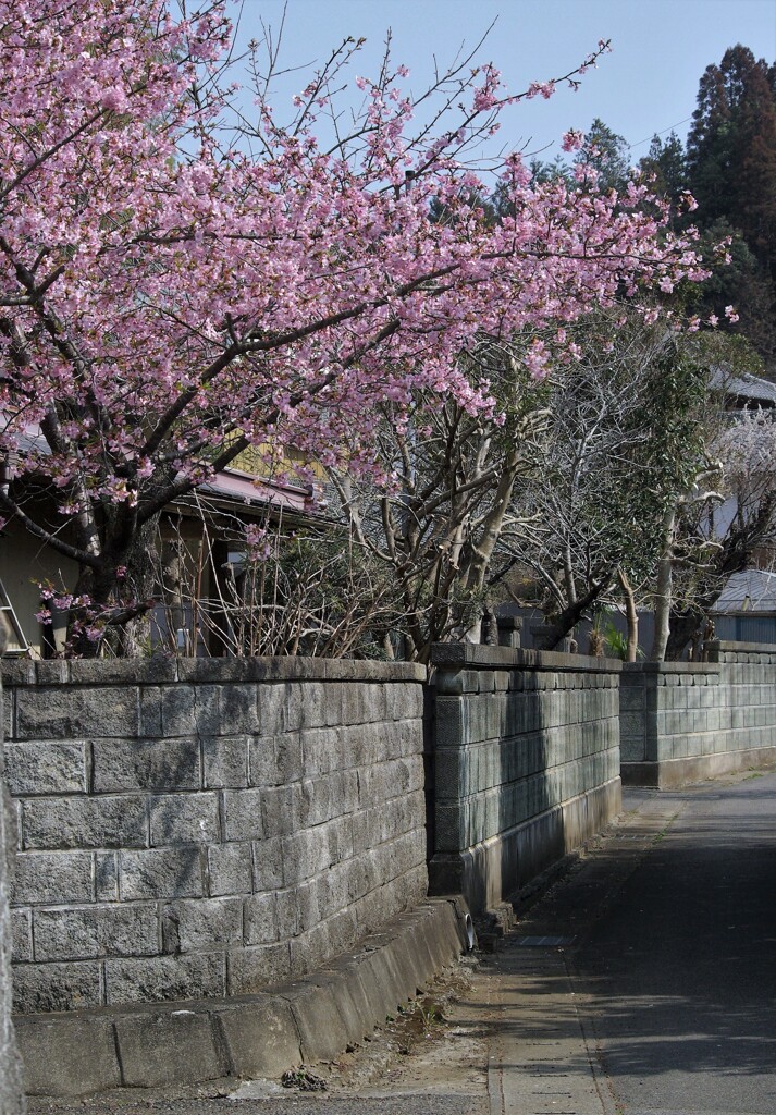 のんびりとした田舎道