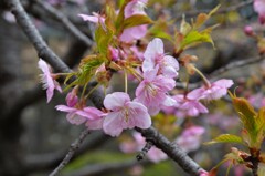 寒桜