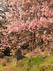河津桜