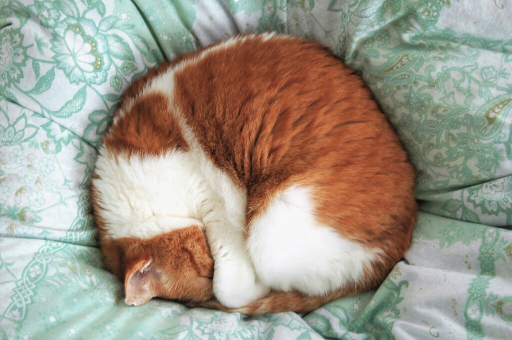 猫は布団で丸くなる