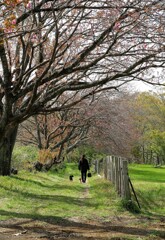 八重桜の散歩道