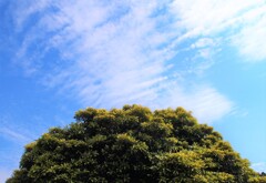 梅雨入り前の晴れ間かな