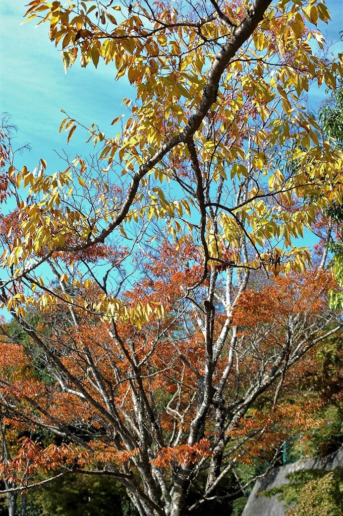 六丁目公園の秋