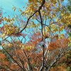 六丁目公園の秋
