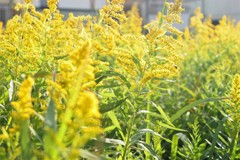 セイタカアワダチソ