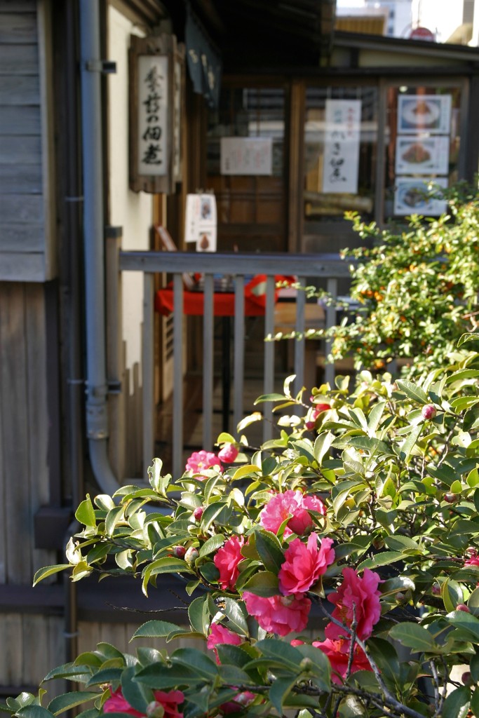 山茶花