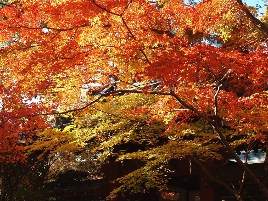 本土寺の秋Ⅰ